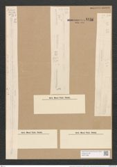 Nitzschia distans var. guarnerensis Grun. (de-Toni-Nr.: Genus 47, Species 2083) Zeichnungen Sammlung Grunow Nr. 4124 (NHMW-BOT-W0371996)